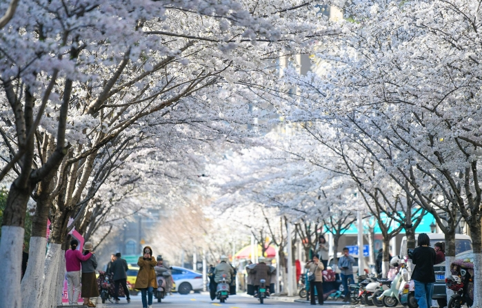 “醉”美樱花季